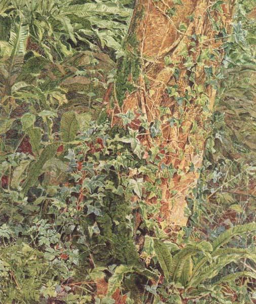 Albert Joseph Moore,ARWS Study of an Ash Trunk (mk46) china oil painting image